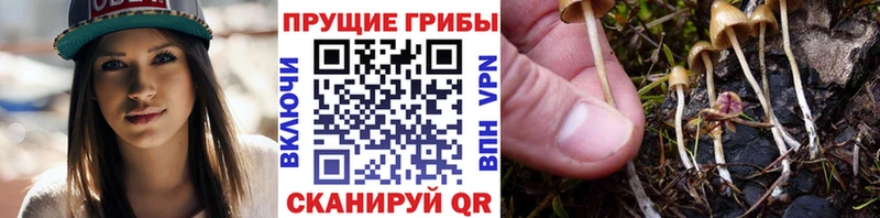 как найти Реж Галлюциногенные грибы Psilocybe